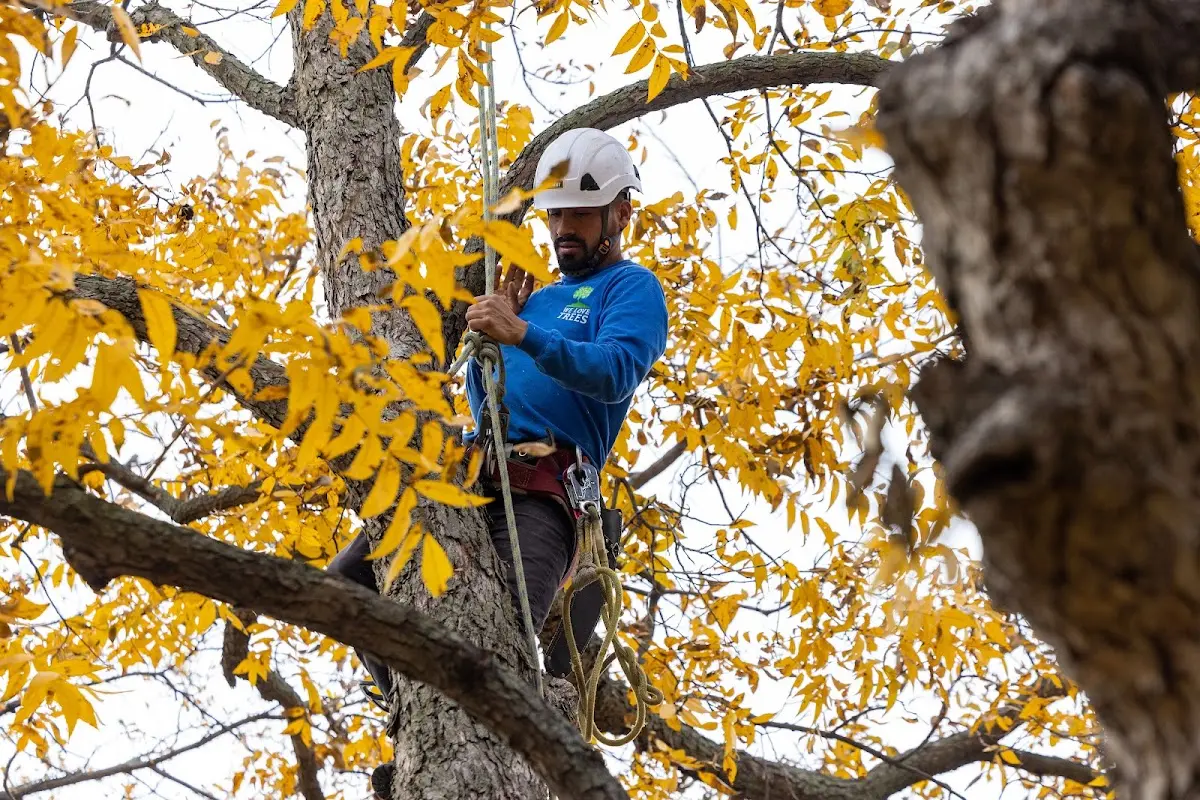 Skilled Tree Planting crew working in Milan